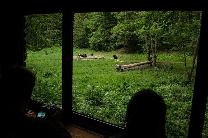 bear-watching-experience-near-brasov