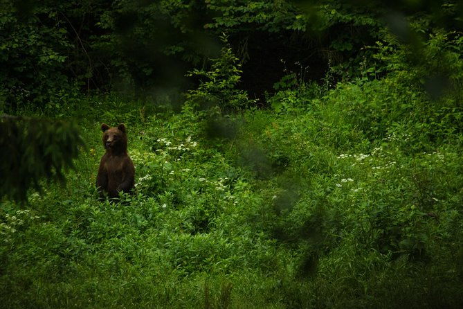 bear-watching-experience-near-brasov
