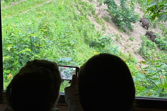 bear-watching-in-brasov-observe-wild-bears-from-a-hideout