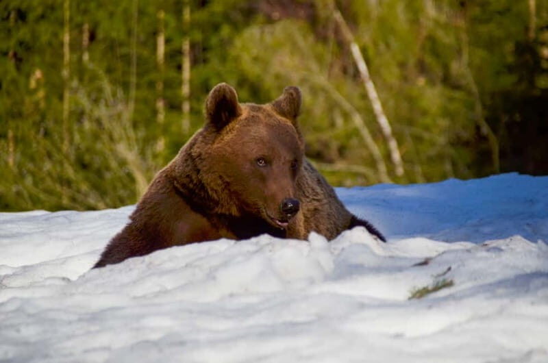Bear watching in the Land of Volcanoes - The Journey and Itinerary