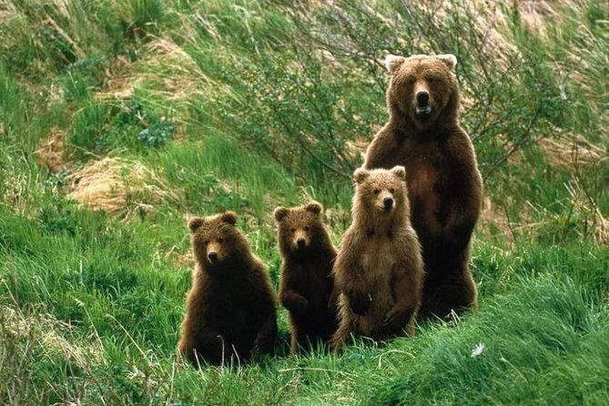 bear-watching-in-the-wild-from-brasov