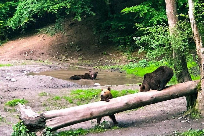 bear-watching-in-the-wild-from-brasov