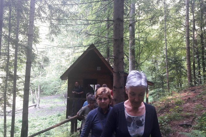 bear-watching-in-the-wild-from-brasov