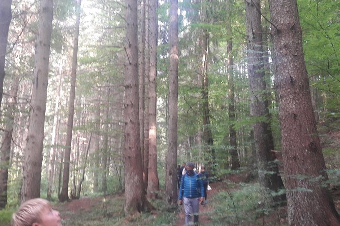 bear-watching-in-the-wild-from-brasov