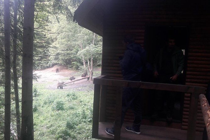 bear-watching-in-the-wild-from-brasov