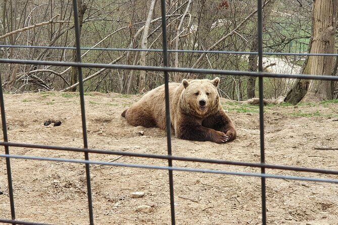 bears-sanctuary-draculas-castle-brasov-day-trip-private-tour-from-bucharest