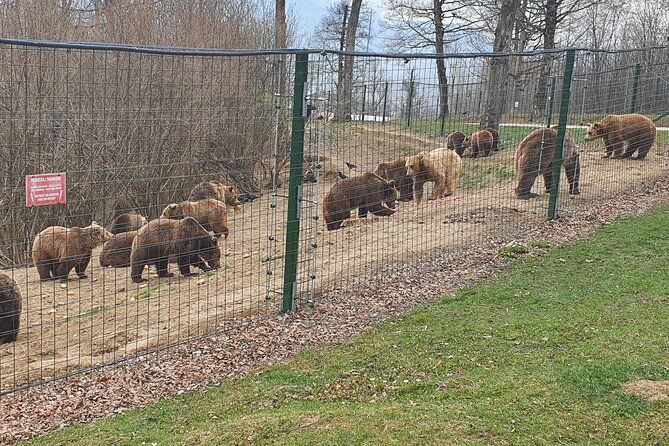 bears-sanctuary-draculas-castle-brasov-day-trip-private-tour-from-bucharest