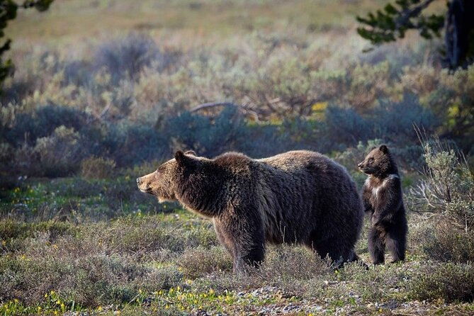 beartooth-highway-private-half-day-tour-2