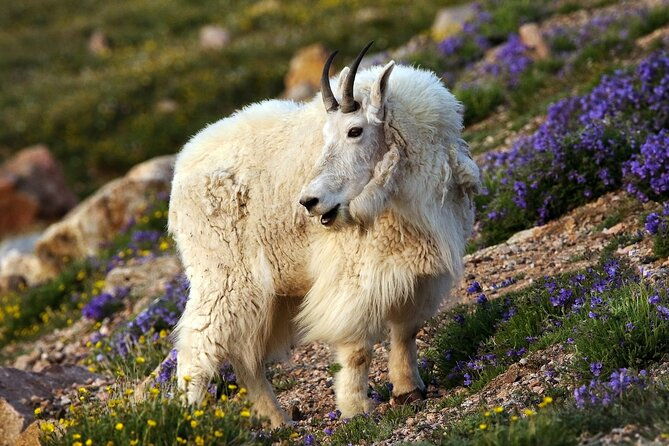 beartooth-highway-private-half-day-tour