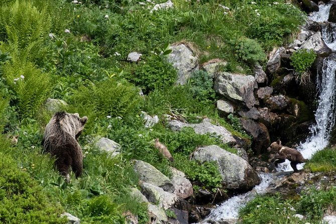 bearwatching-hiking-day-tour-in-high-tatras-from-poprad
