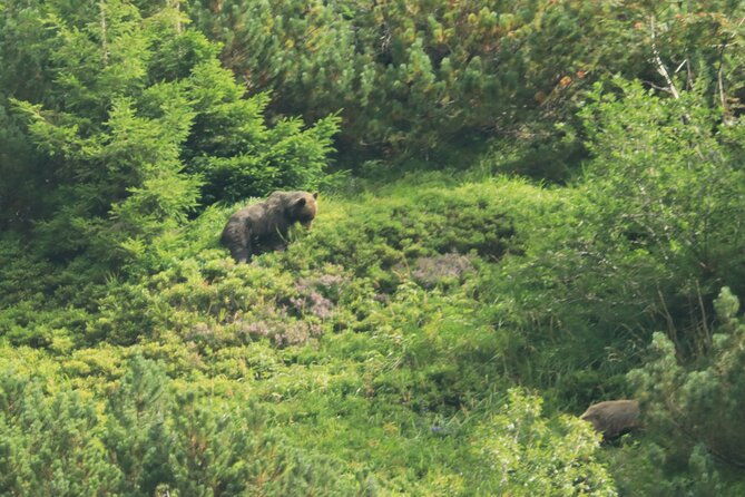 bearwatching-hiking-day-tour-in-high-tatras-from-poprad
