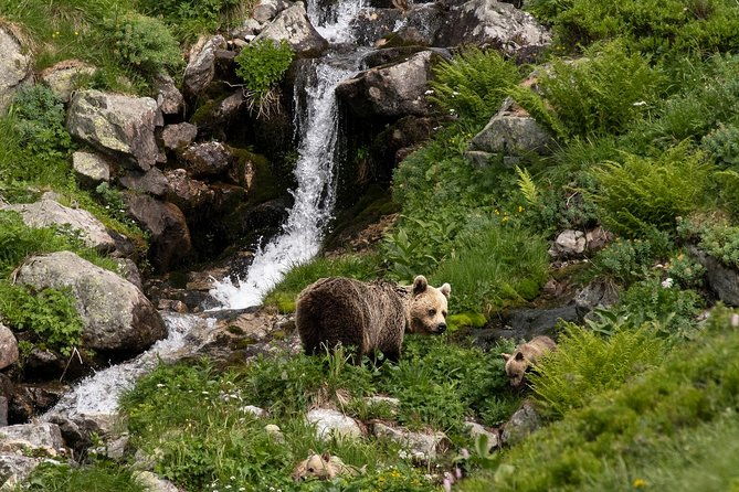 bearwatching-hiking-day-tour-in-high-tatras-from-poprad