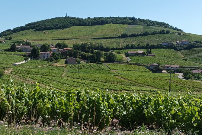 beaujolais-100-wine-tour-small-group-tour-with-tasting-from-lyon-2
