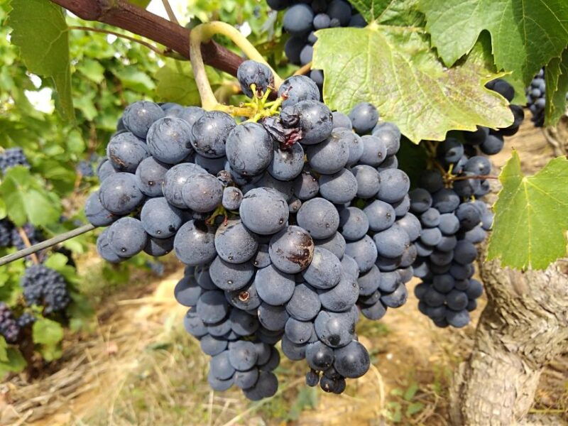 beaujolais-half-day-wine-tour