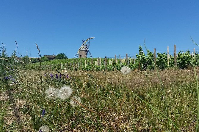 beaujolais-region-wine-tasting-private-day-tour-from-lyon