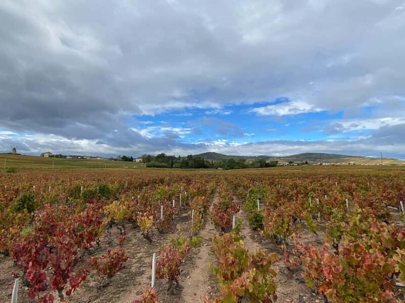 Beaujolais: Tours, wine tastings, and bistronomic restaurant - Key Points