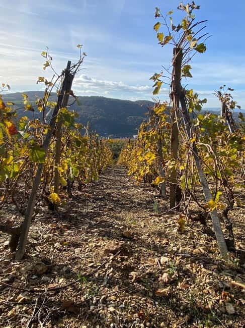 Beaujolais: Tours, wine tastings, and bistronomic restaurant - Exploring the Itinerary