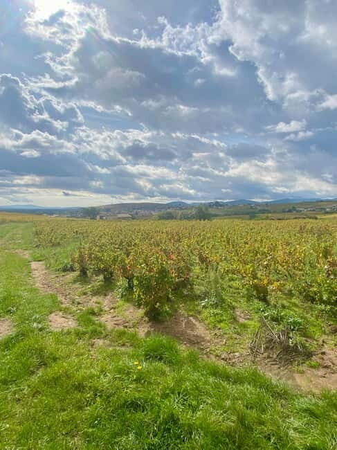 Beaujolais: Tours, wine tastings, and bistronomic restaurant - Vineyard Visit 1: Wine Tasting (2 hours)