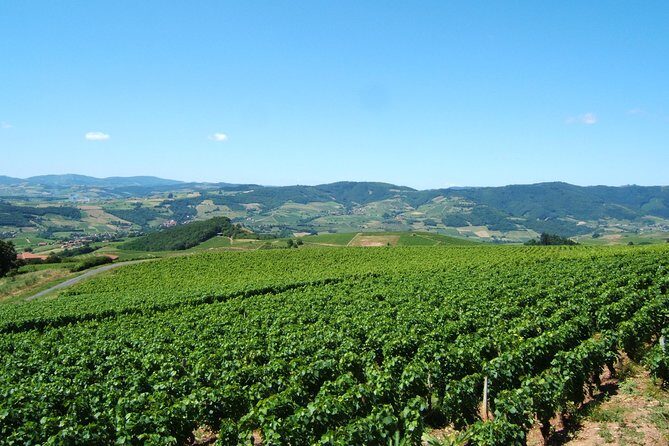 Beaujolais Wine Discovery - Half Day - Small group tour from Lyon - An In-Depth Look at the Beaujolais Wine Discovery Tour  