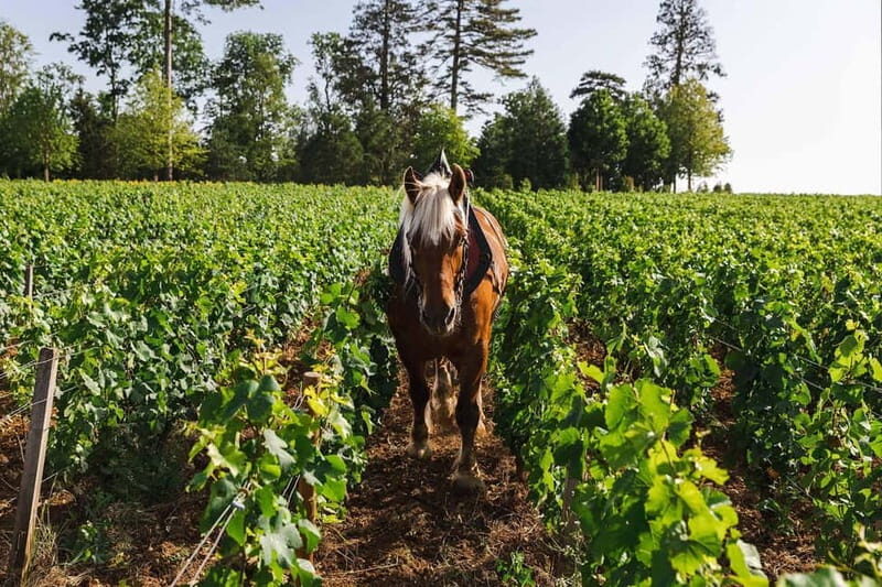 Beaune: Wine Tasting at Château de Pommard - A Detailed Look at the Experience