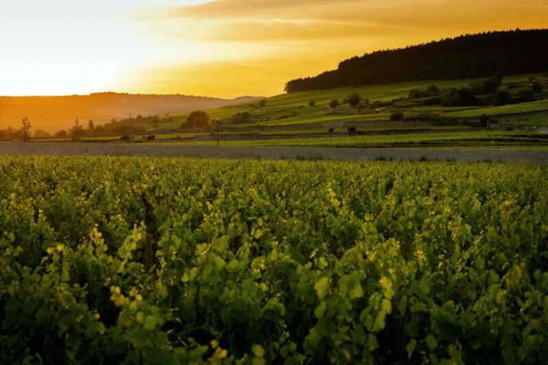 beaune-wine-tasting-at-chateau-de-pommard