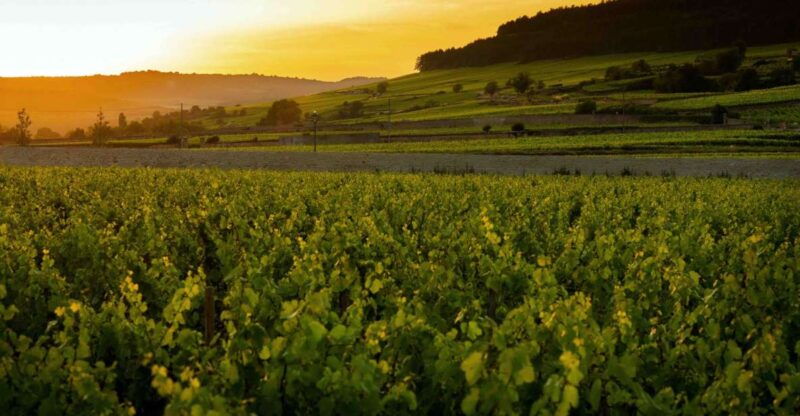 beaune-wine-tasting-at-chateau-de-pommard