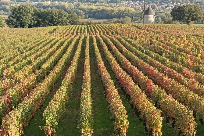 beaune-wine-tour-wine-tasting-included-professional-guide