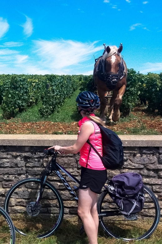 beaune-winery-tour-by-bike-with-wine-tasting