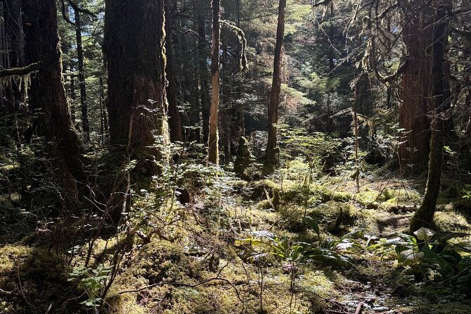 beautiful-hike-on-tongass-national-forests-lunch-creek-trail