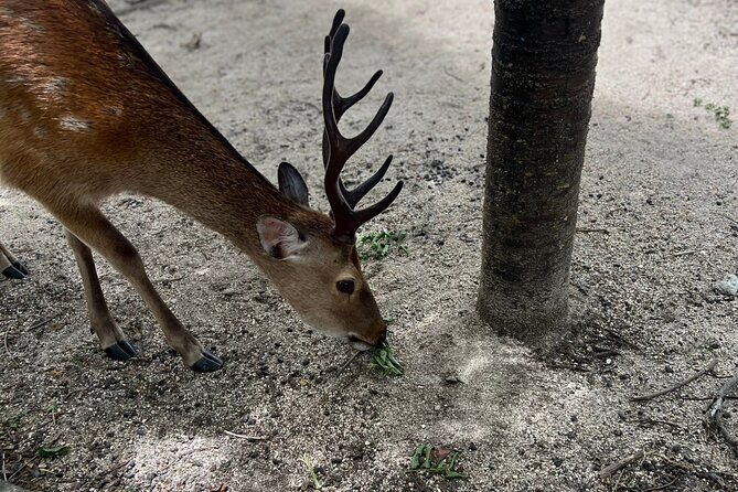 Beautiful Hiroshima, Peace Park and Miyajima Island - Authentic Insights from Past Participants