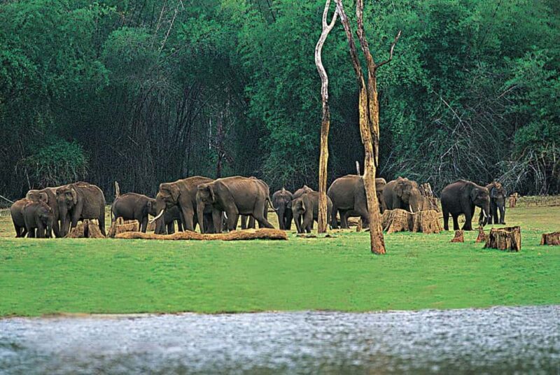 Beauty of Nature, Cochin with Periyar Wildlife Tour(04 Days) - Key Points