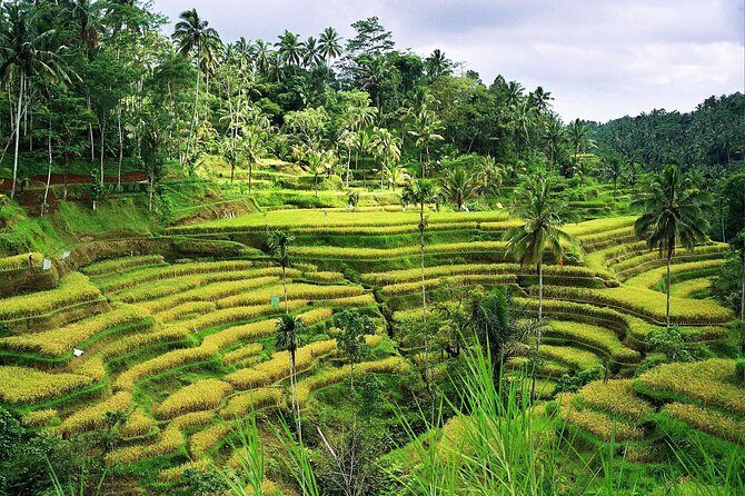 Beauty Of West Bali Tour (Private and All Inclusive) - Additional Highlights: Coffee, Culture, and Cuisine