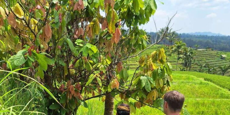 beauty-the-nature-north-of-bali-tour