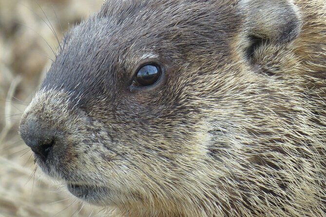 beaver-safari-on-stand-up-paddleboard-in-hokksund