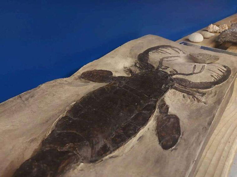 becancour-biodiversity-museum-visit