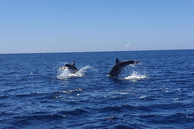 become-a-dolphin-protector-lisbon-eco-dolphin-watching