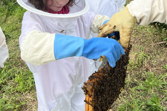 bee-inspired-a-journey-in-sao-miguel-and-a-visit-to-an-apiary