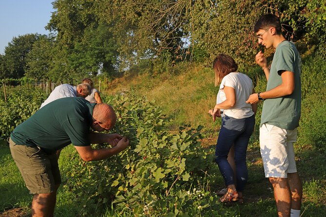 beekeeping-farm-tour-and-tasting-experience-in-lazise