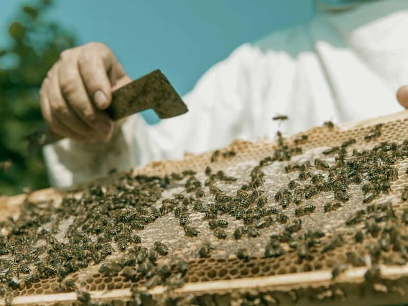 Beekeeping Tour and Honey Tasting Experience in Monferrato - An In-Depth Look at the Beekeeping Experience in Monferrato