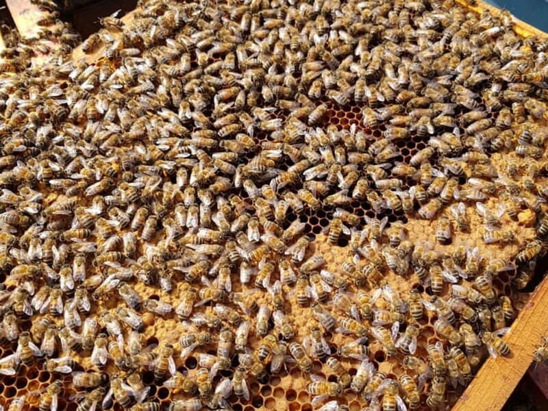 Beekeeping Tour and Honey Tasting Experience in Monferrato - Frequently Asked Questions