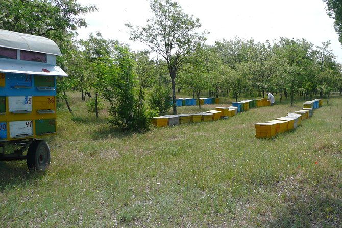 bees-adventure-in-romania-private-day-trip-from-bucharest