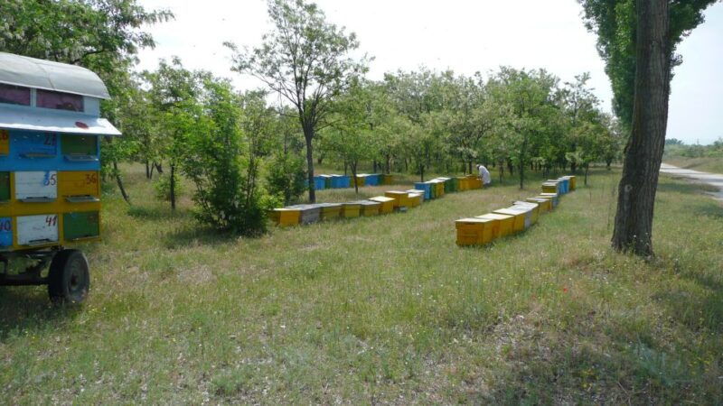 bees-in-romania-private-beekeeping-lesson-and-local-lunch