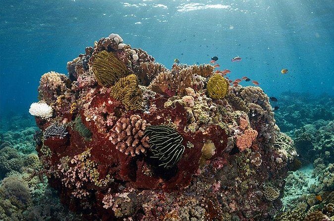 Beginner Discovery Scuba Diving in Anilao 2.5 hours away from Manila** - Safety and Cancellation Policy