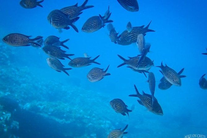 beginner-diving-experience-in-ligaria-bay