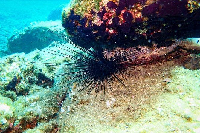 beginner-diving-experience-in-ligaria-bay