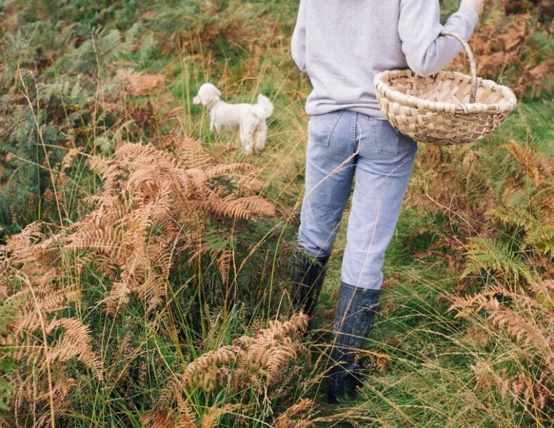 beginner-foraging-walk-wild-food-walking-tour-tasters
