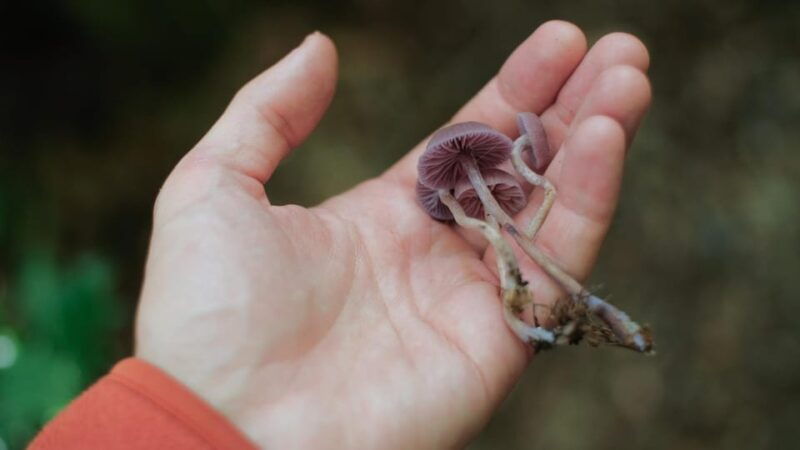 beginner-foraging-walk-wild-food-walking-tour-tasters