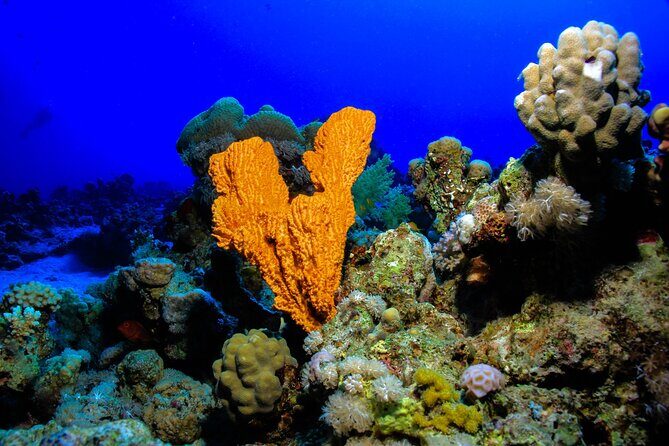 Beginner Scuba Dive 2 diving Stops & Lunch Boat Trip - El Quseir - Who Should Consider This Tour?