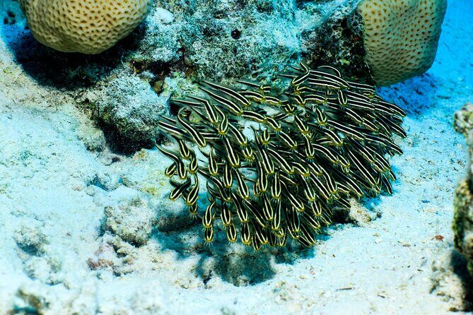 Beginner Scuba Dive 2 diving Stops & Lunch Boat Trip - El Quseir - Final Thoughts: Why This Tour Works