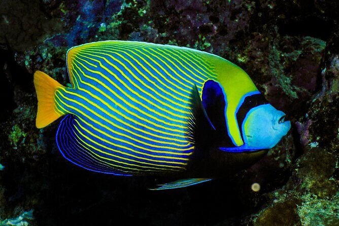 Beginner Scuba Dive 2 diving Stops & Lunch Boat Trip - El Quseir - Final Words
